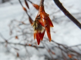DSCN3460.jpg