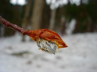 s-DSC08735.jpg